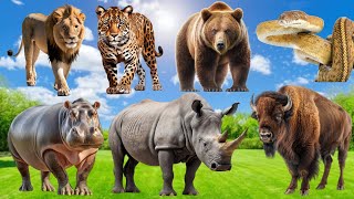 Animal sound Worlds  Raino Leopard  Hippopotamus  Bear  Lion Snake  Guss the animal sound [upl. by Danila]