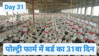 Day 31 of Broiler Poultry Farming  Broiler Chicken Farming [upl. by Eissirk]