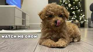 Toy Poodle Puppy To Fully Grown Adult Time Lapse [upl. by Nyrtak]