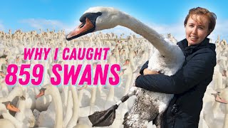 How to catch 859 swans [upl. by Aicarg]