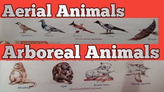 Aerial and Arboreal Animals class 45678 [upl. by Conias134]