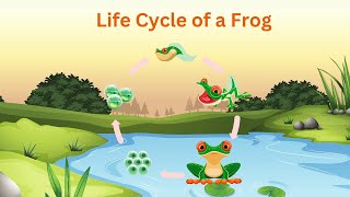 Life Cycle of a Frog  Educational Video for Kids [upl. by Hardwick316]