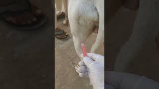 How vet saved Dog viral shortsanimals drfaisallilla vet shorts trending dog shortsfeed [upl. by Hembree]