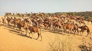 A Beautiful Scene of Desert Camels on Sandy Dunes of Tharparkar trending camel animals [upl. by Cybill]