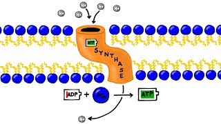 ATP Synthesis and Chemiosmosis in Photosynthesis [upl. by Nyad]