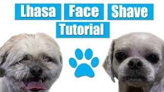 Shaving Lhasa Apso Face  Pet Grooming Tutorial [upl. by Alvan]