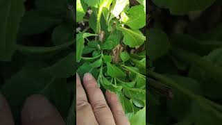 Tulsi plant care tipskitchengardning houseplants youtubeshorts [upl. by Catrina]