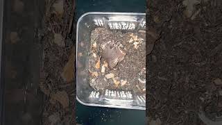 aphonpelma Hentzi tarantula nature video all animalshorts [upl. by Spencer205]