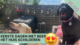 Eerste dagen met 🐻 thuis ritje Ikea en het huis samen schilderen VLOG390 Ingrid Speijer en pijn [upl. by Drawde]