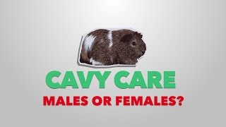 Should You Get Male Or Female Guinea Pigs  Cavy Care [upl. by Suzan168]