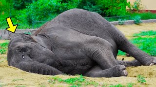 Una elefante llora todos los días en el zoo pero un día ve una silueta que le resulta familiar [upl. by Balcke]