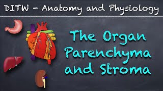 DITW  The Parenchyma and Stroma [upl. by Naimerej]