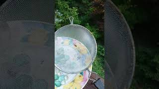 Honey Bees  AMAZING Cleaners BETTER than a Dishwasher🤣beekeeping beekeeper [upl. by Thorne445]