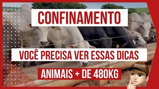 DICAS IMPORTANTES de CONFINAMENTO de BOVINOS DE CORTE e ROTINA DO CONFINAMENTO PARTE3 [upl. by Sulohcin288]