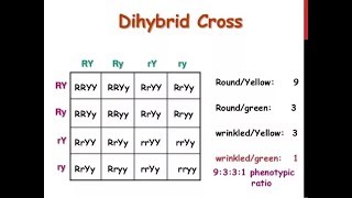 Dihybrid Cross  How to write a Dihybrid Cross in Exam  Genetics and Inheritance [upl. by Nennarb]