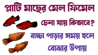 How to identify platy fish male and female   প্লাটি মাছের মেল ফিমেল চিনবো কিভাবে [upl. by Andrei]