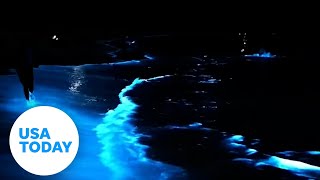 Rare bioluminescent algae lights up the ocean at night  USA TODAY [upl. by Olga]