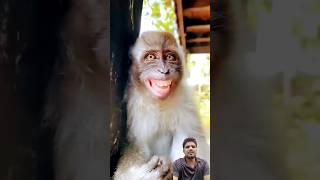 Comedy 😹 monkey monkeysmile funny bandar animals funnymonkey comedy [upl. by Eniamreg]