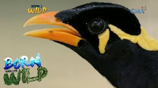 Born to be Wild The repatriation of a Philippine Talking Mynah [upl. by Orodisi]