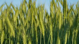 About Triticale [upl. by Jd550]