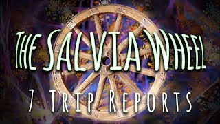 quotTHE SALVIA WHEELquot  7 Trip Reports w Visuals [upl. by Clardy]