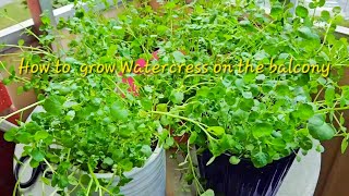 How to grow watercress on the balcony  ปลูกวอเตอร์เครส ในกระถาง บนระเบียง [upl. by Aileduab]