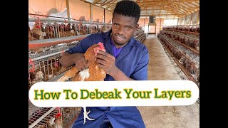 How To Debeak Your Layers Stop Your Layers From Breaking Eggs And Fighting Themselves [upl. by Annavas431]