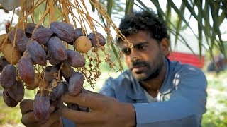 Tâmara Phoenix dactylifera fruta rica em vitaminas e propriedade Medicinais [upl. by Adnawahs]