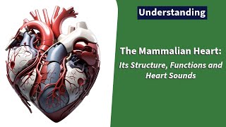 The Mammalian Heart Understanding Its Structure and Functions and Heart Sounds [upl. by Yltnerb839]