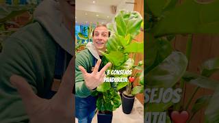 🌿3 CONSEJOS PANDURATAS ❤️ plantas pandurata plants cuidadodeplantas [upl. by Lean]