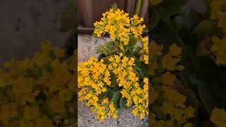 Sydney Spring Blooms  Kalanchoe Blossfeldiana Calandiva Yellow [upl. by Inami]