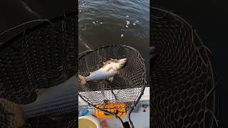 Striped Bass Fishing with Live Croakers [upl. by Arednaxela294]