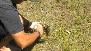 Best way to handle and cook mud crab [upl. by Amapuna]