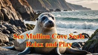 Seals of Mullion Cove The Ultimate Masters of Chill [upl. by Fotina144]