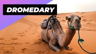 Dromedary 🐪 The Incredible Desert Survivors [upl. by Koblick]