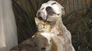 When Cats and Dogs Are The Ultimate Comedy Duo 🐱 [upl. by Beera]