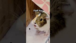 Hows your guinea pigs daily rollercoaster Share in the comments shorts guineapig GuineaDad [upl. by Goldina]