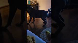 Cane Corso signature spin move [upl. by Anilegnave]