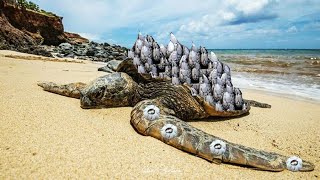 Barnacles on shell sea turtles [upl. by Hayyikaz]