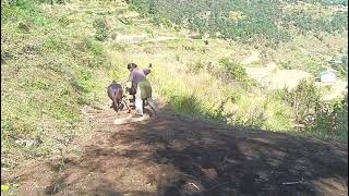 Rural Village ladies farmer very simple life 😩ruralarea mountainvillagelife poorvillagelife [upl. by Ilahtan]