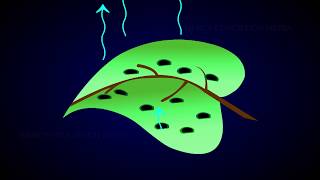 Anatomy of a Dicot and Monocot Leaves [upl. by Suirradal]