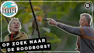 Onderzoek naar de roodborst in Groningen  TV  Vroege Vogels [upl. by Elfont]