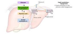 Lipid catabolism  ketogenesis and oxidation of glycerol and Lipid anabolism lipogenesis [upl. by Kilah]