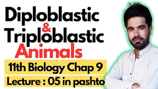 Diploblastic and Triploblastic Organization  11 biology chapter 9 in pashto  Lecture 05 [upl. by Sapphire]