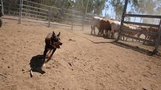 Hard Working Australian Kelpies [upl. by Lodi]