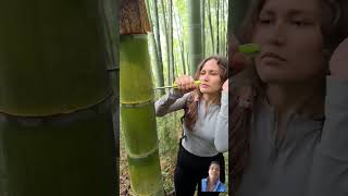 bamboo water shortvideo nature bushcraft satisfying survival wood lifehack [upl. by Yreva30]