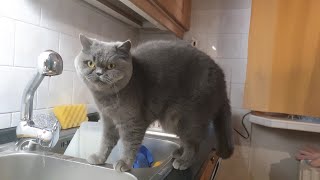 🇵🇱 Warszawa 2024 Polska British Shorthair Cat Kot Brytyjski Krótkowłosy Srebrzysty 4K [upl. by Canty]