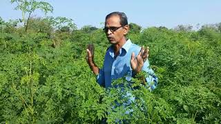 agriculture of moringa leaves [upl. by Dimitri459]