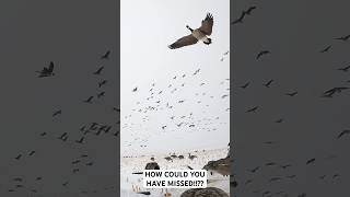 CLOSE FLOCK Would YOU have MISSED at 10 yards shortsvideo shorts goose hunting [upl. by Maurita764]