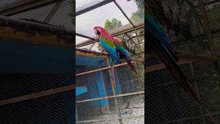 Macaw Parrot 🦜 ম্যাকাও পাখি macaw parrot macawbird [upl. by Figueroa]